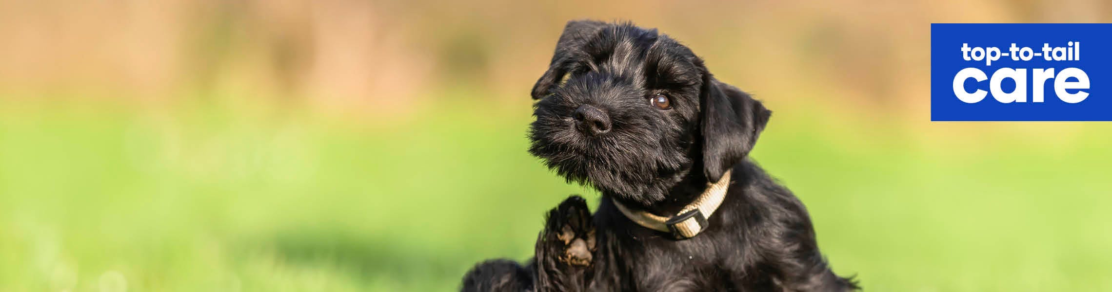 Keep your puppy parasite free