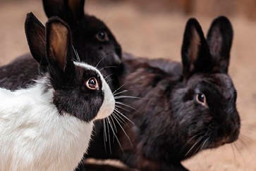 12 tips to keep your rabbit healthy  