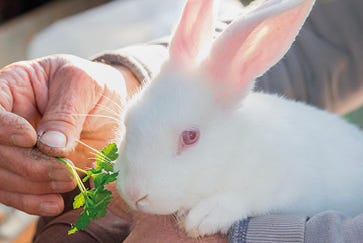 Feeding your rabbit