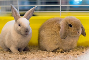 Pet rabbit vaccinations