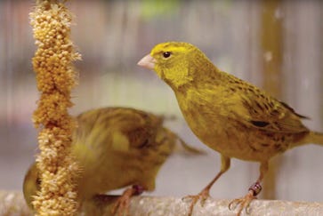 Canary care guide