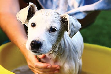 Grooming your puppy