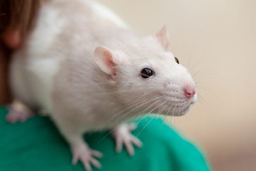 Rat care guide