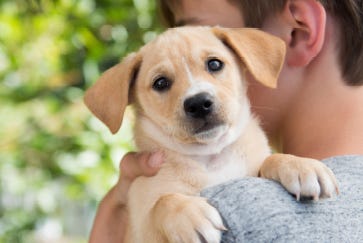 Settling in your puppy