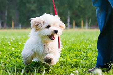 Puppy toilet training