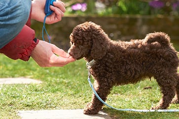 How to train your puppy