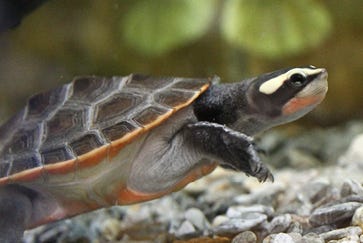 Turtle care guide