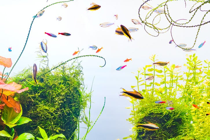 5 fish tank design tips for a captivating aquarium