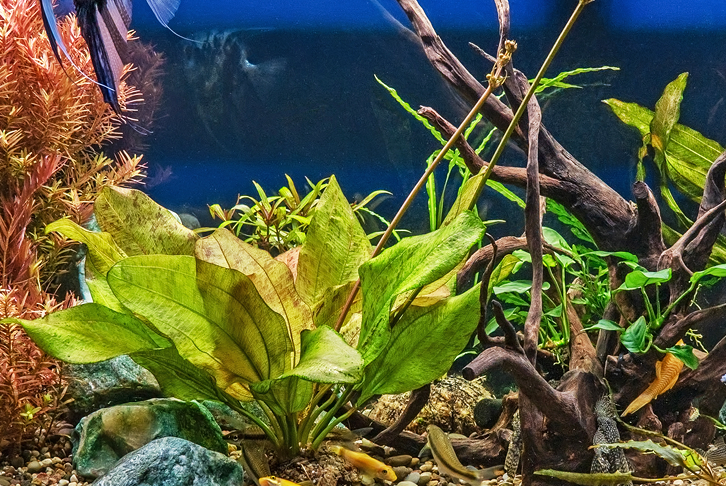 Aquarium plants care guide