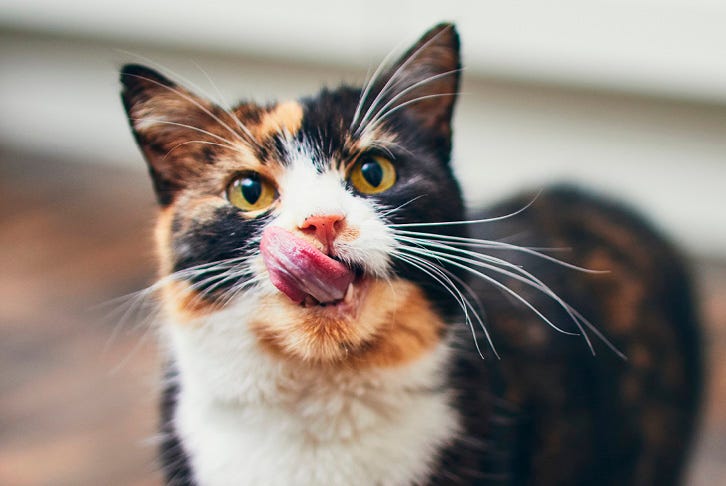 Caring for your cat's dental health