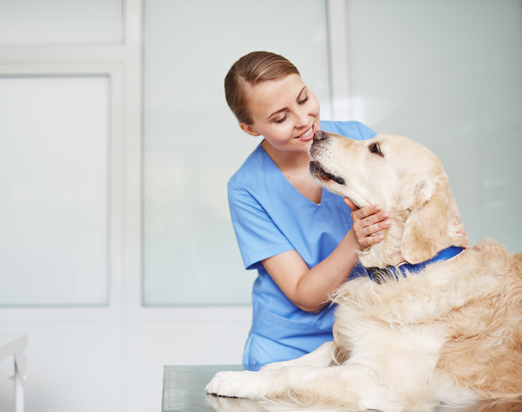 A day in the life of your veterinarian