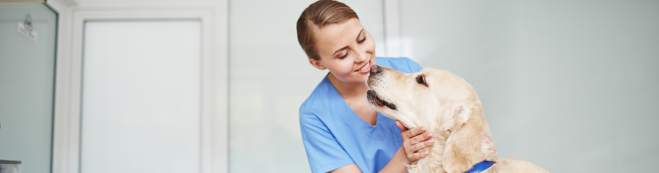 A day in the life of your veterinarian