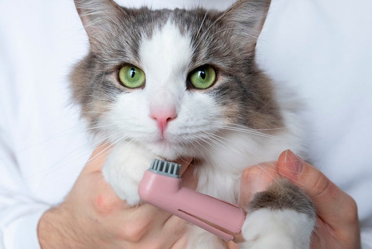 How to brush your cat’s teeth