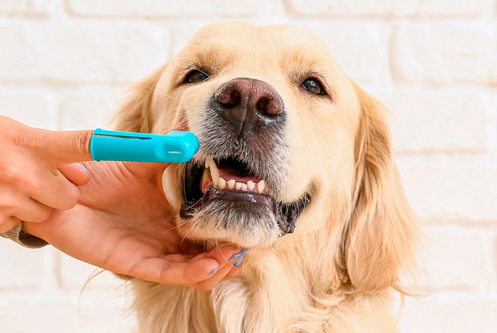 How to brush your dog’s teeth