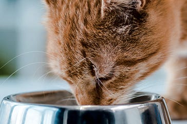 Science-led nutrition for cats