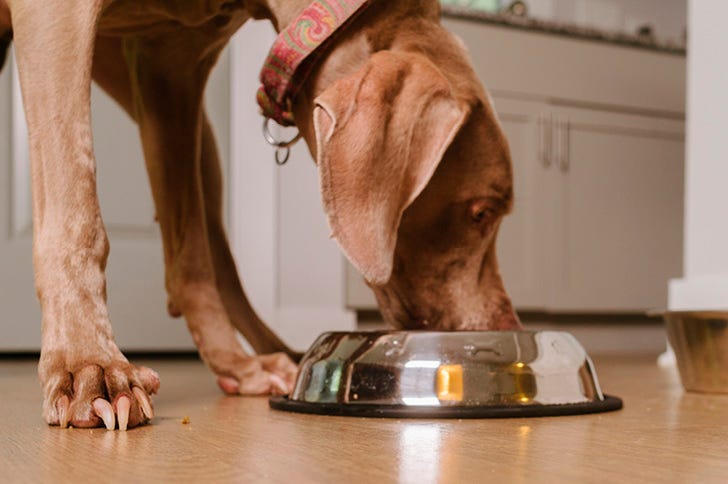 Science-led nutrition for dogs