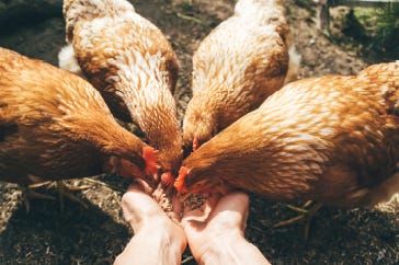 Feeding your chicken