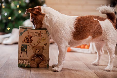 Christmas gift ideas for your dog