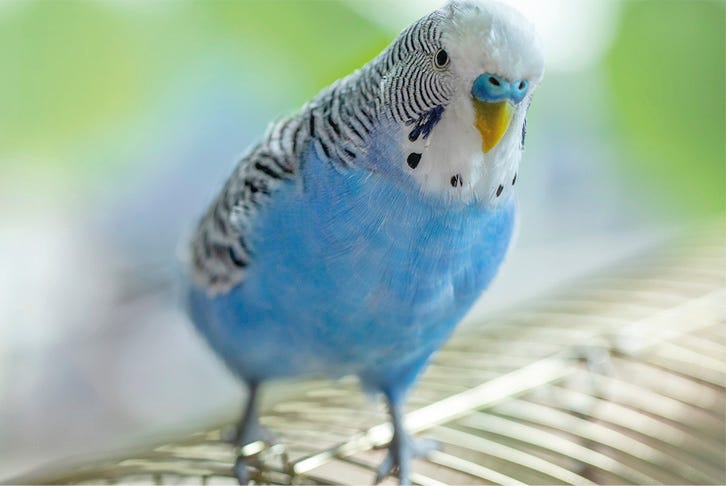 Creating a safe and happy environment for your bird