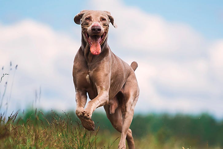 Dog health checklist - 15 tips to keep your dog healthy