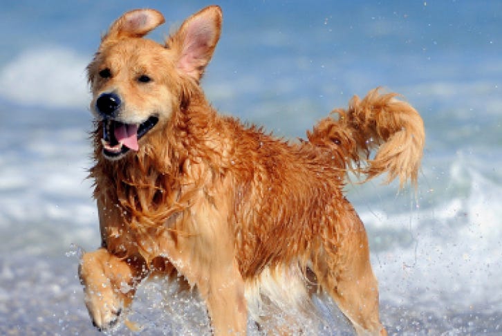 How to keep your dog safe at the beach