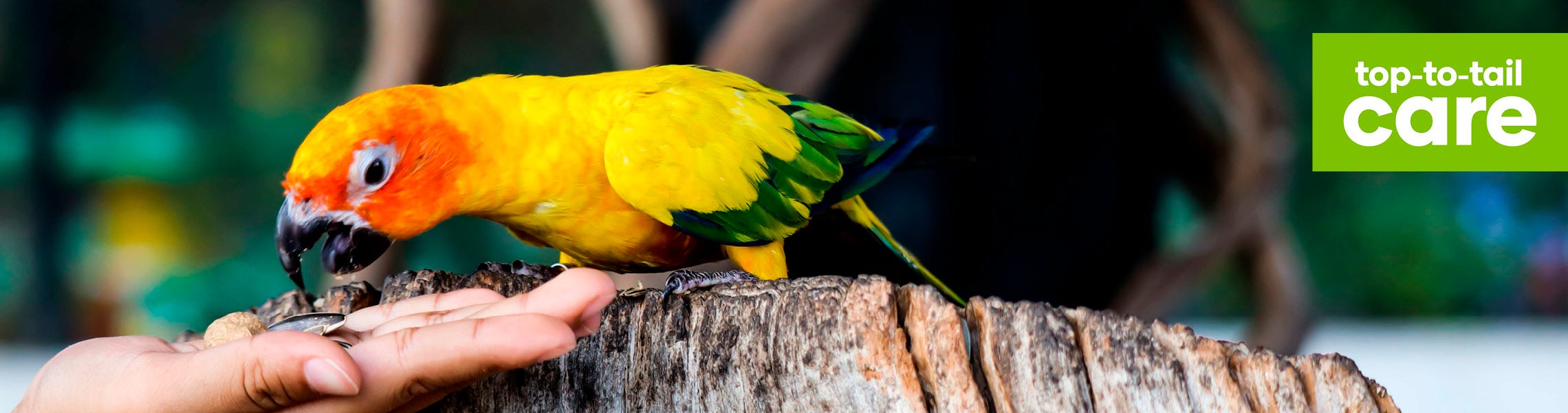 Feeding your parrot