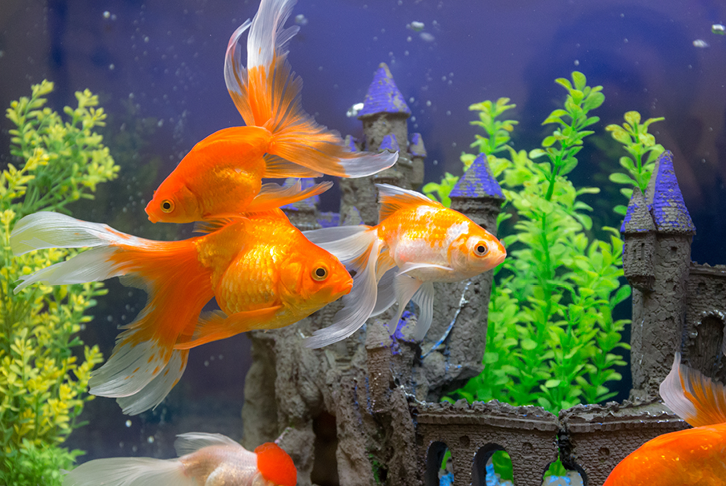 Goldfish care guide