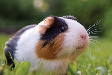 Feeding your guinea pig