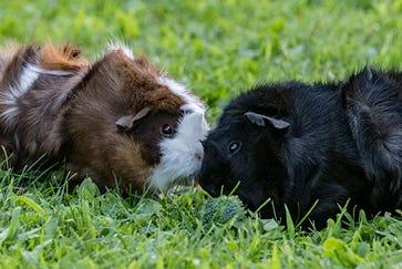 Guinea pig care guide