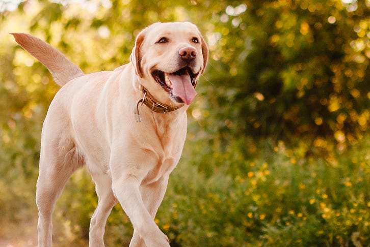 How to help your dog reach their perfect weight