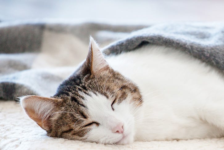 How to tell if your pet is feeling cold