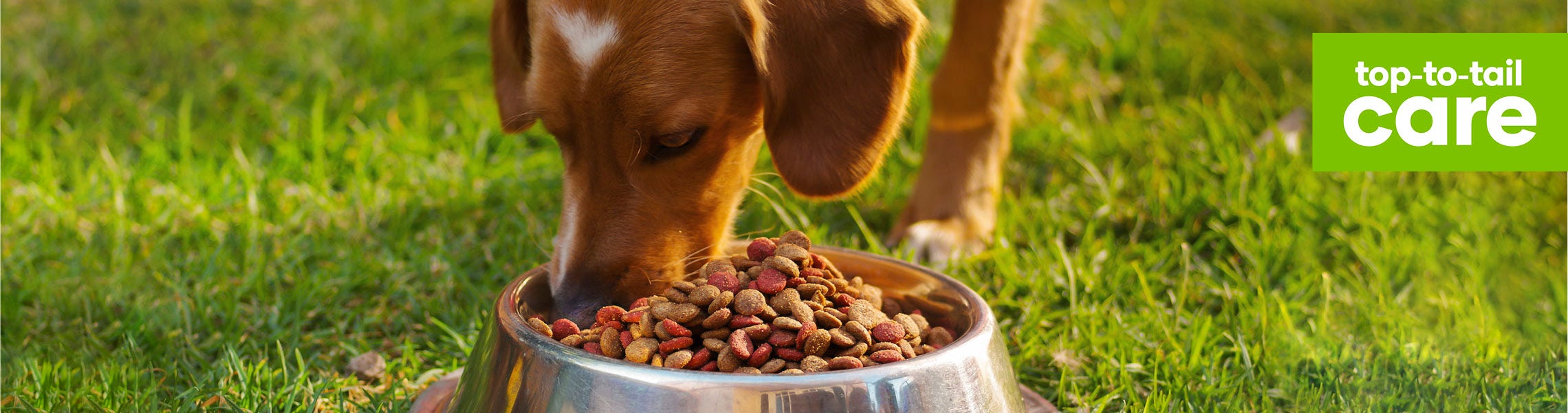 How often and how much should I feed my dog?