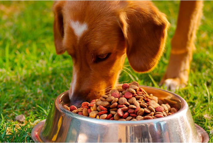 How often and how much should I feed my dog?