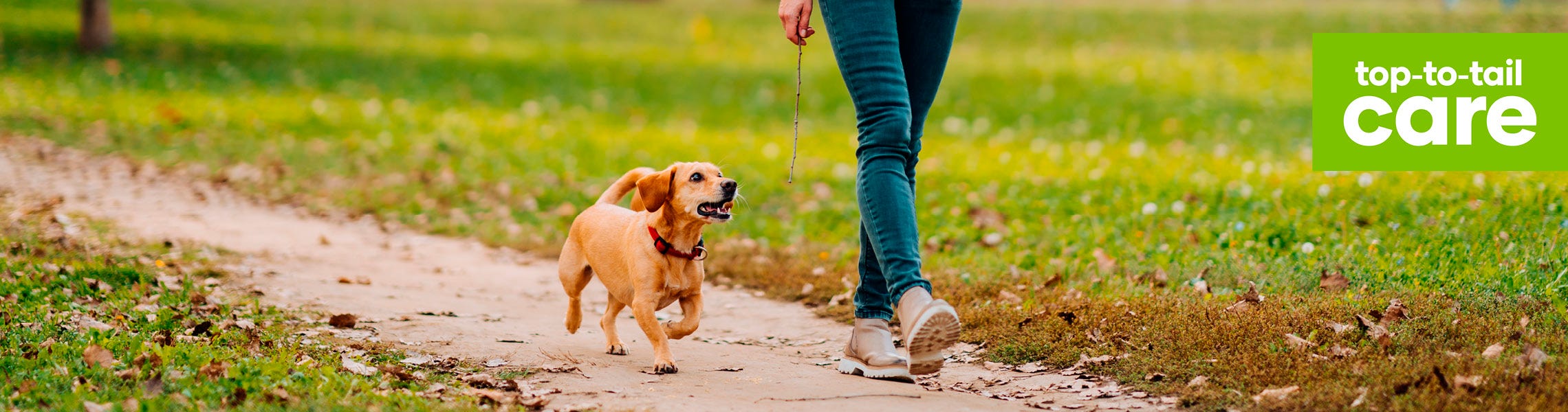 How to become a more sustainable dog owner