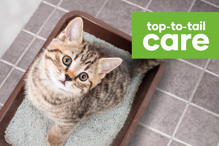 How to change the type of cat litter you use