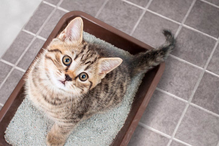 How to change the type of cat litter you use