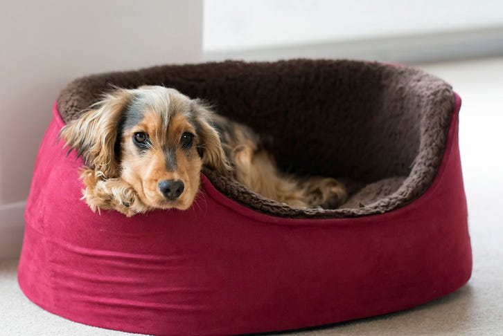 How to choose the right dog bed