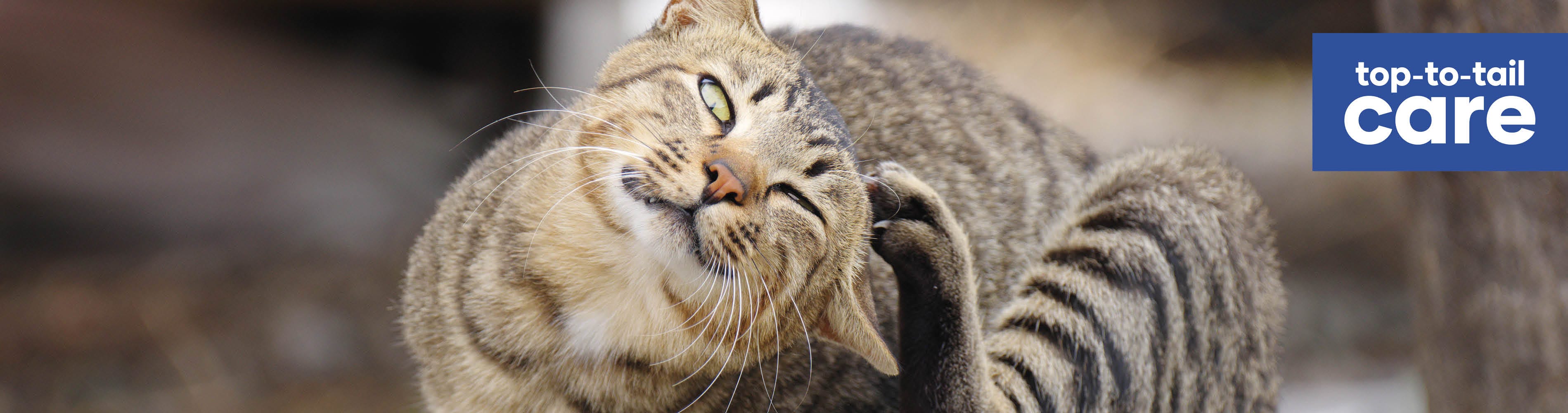 Broadline for best sale cats hair loss