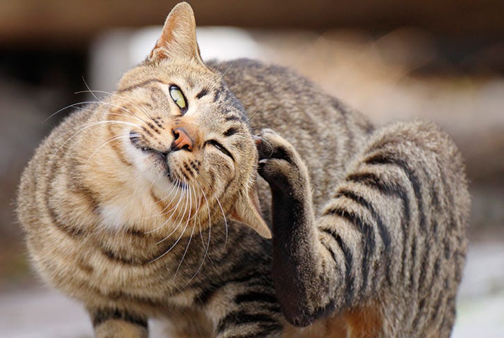 How to choose the right parasite protection for your cat