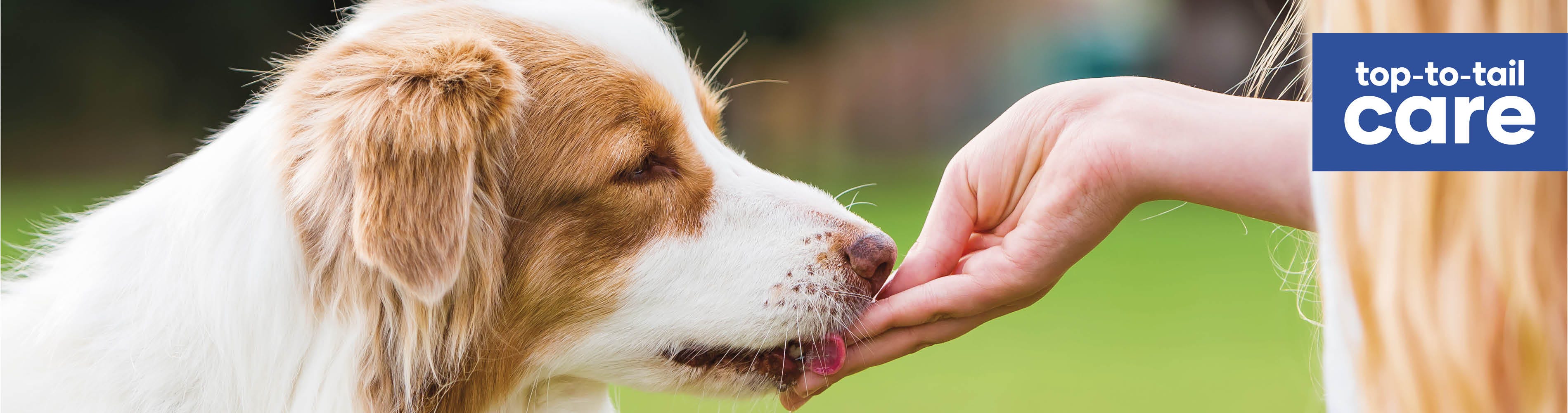 How to choose the right parasite protection for your dog