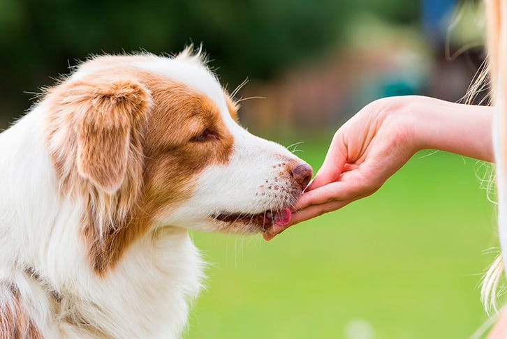 How to choose the right parasite protection for your dog