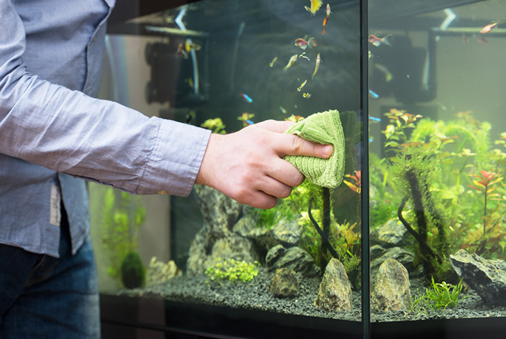 How to clean your aquarium 