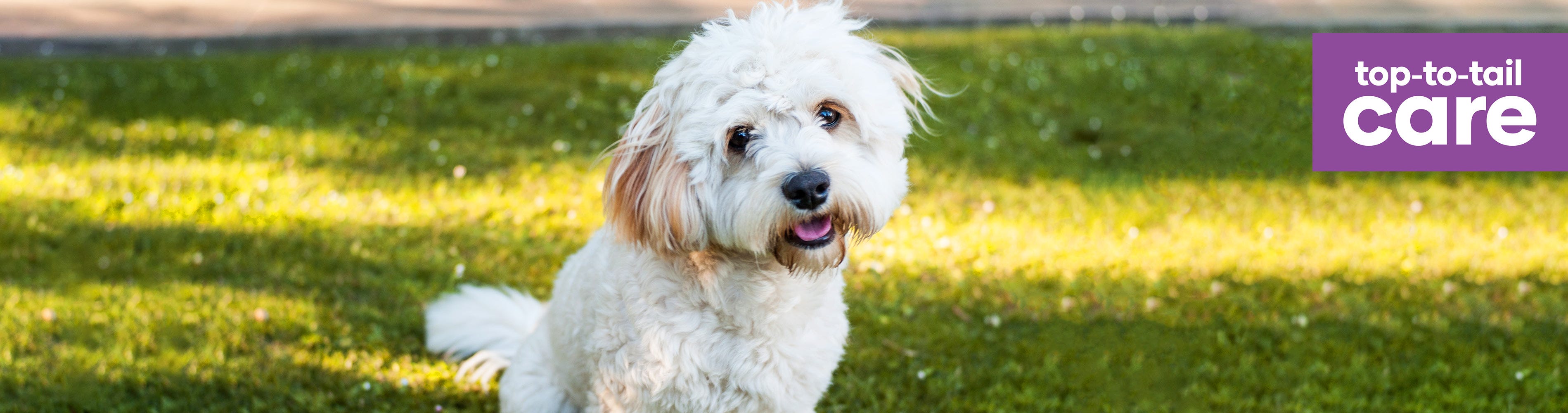 Animates dog grooming cheap