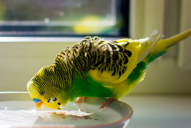 How to keep your bird safe in summer