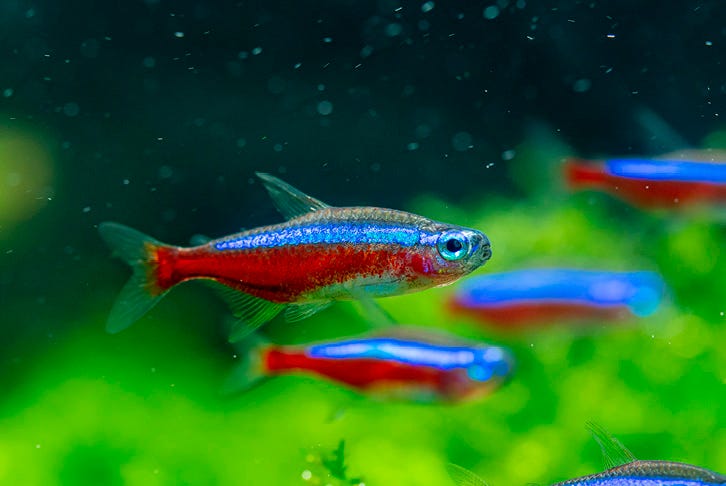 How to keep your fish healthy in winter