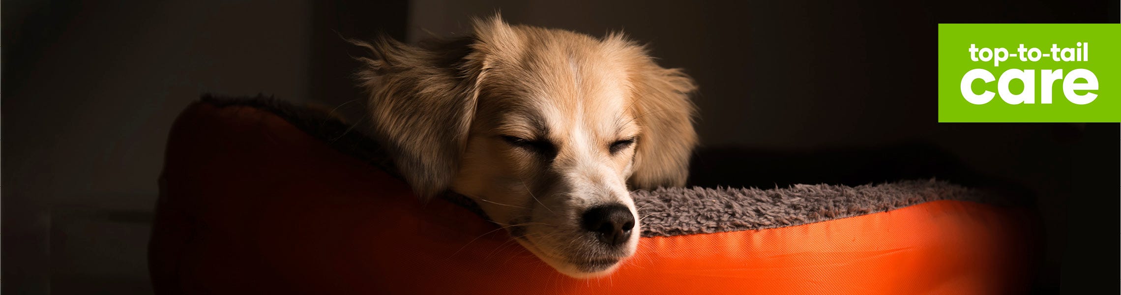 How to keep your pets safe this Guy Fawkes Animates Pet Supplies