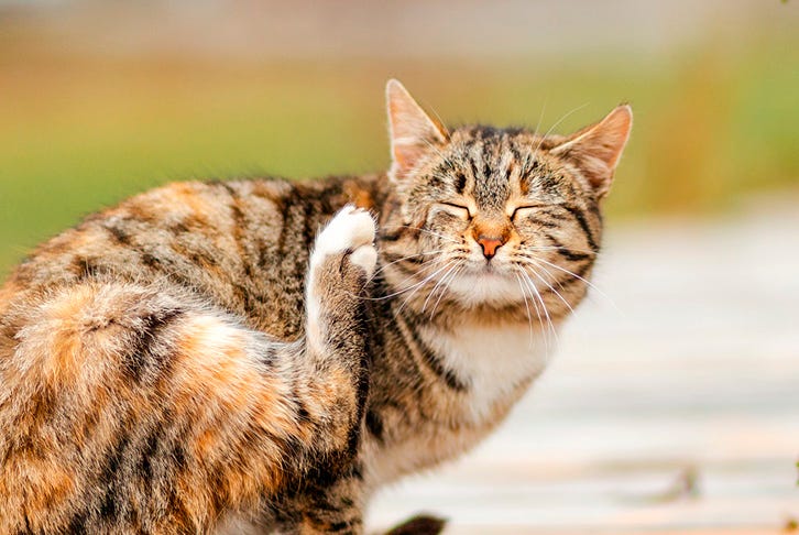 How to spot the signs of fleas