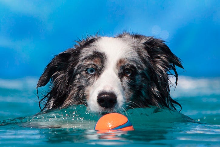 How to teach your dog to swim