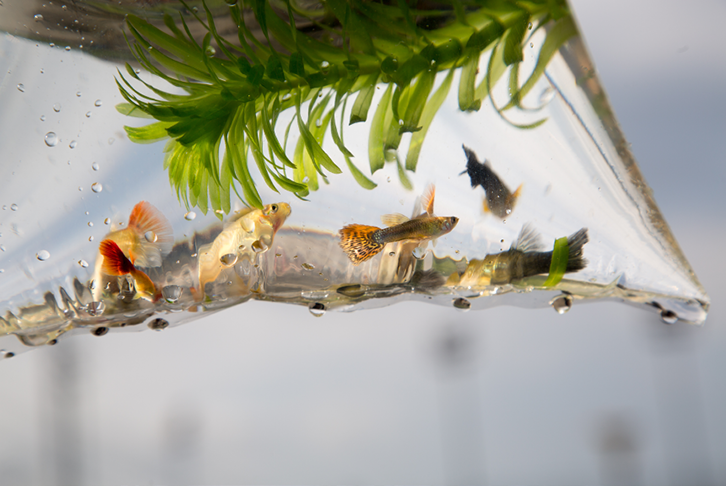Introducing new fish to your aquarium
