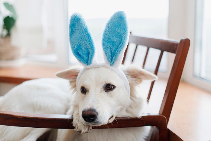 Keeping your pet safe this Easter